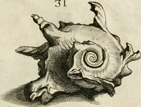 Picture 108 of 366 from Recreatio mentis, et oculi in observatione animalium testaceorum Italico sermone primum proposita ... nunc ... Latine oblata centum additis testaceorum iconibus .. (1684), leaf 395