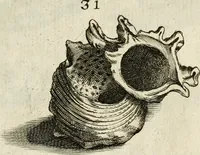 Picture 109 of 366 from Recreatio mentis, et oculi in observatione animalium testaceorum Italico sermone primum proposita ... nunc ... Latine oblata centum additis testaceorum iconibus .. (1684), leaf 395