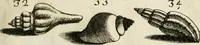 Picture 110 of 366 from Recreatio mentis, et oculi in observatione animalium testaceorum Italico sermone primum proposita ... nunc ... Latine oblata centum additis testaceorum iconibus .. (1684), leaf 397