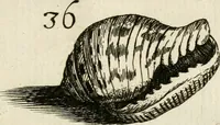 Picture 112 of 366 from Recreatio mentis, et oculi in observatione animalium testaceorum Italico sermone primum proposita ... nunc ... Latine oblata centum additis testaceorum iconibus .. (1684), leaf 397