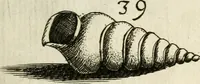 An illustration from Recreatio mentis, et oculi in observatione animalium testaceorum Italico sermone primum proposita ... nunc ... Latine oblata centum additis testaceorum iconibus .. (1684)