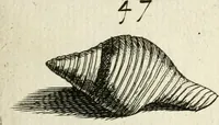 An illustration from Recreatio mentis, et oculi in observatione animalium testaceorum Italico sermone primum proposita ... nunc ... Latine oblata centum additis testaceorum iconibus .. (1684)