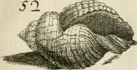 Picture 120 of 366 from Recreatio mentis, et oculi in observatione animalium testaceorum Italico sermone primum proposita ... nunc ... Latine oblata centum additis testaceorum iconibus .. (1684), leaf 401