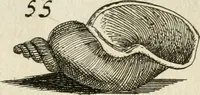 An illustration from Recreatio mentis, et oculi in observatione animalium testaceorum Italico sermone primum proposita ... nunc ... Latine oblata centum additis testaceorum iconibus .. (1684)