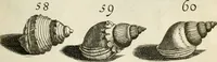 Picture 123 of 366 from Recreatio mentis, et oculi in observatione animalium testaceorum Italico sermone primum proposita ... nunc ... Latine oblata centum additis testaceorum iconibus .. (1684), leaf 401