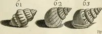 Picture 124 of 366 from Recreatio mentis, et oculi in observatione animalium testaceorum Italico sermone primum proposita ... nunc ... Latine oblata centum additis testaceorum iconibus .. (1684), leaf 401
