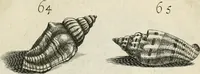 An illustration from Recreatio mentis, et oculi in observatione animalium testaceorum Italico sermone primum proposita ... nunc ... Latine oblata centum additis testaceorum iconibus .. (1684)