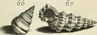 Picture 126 of 366 from Recreatio mentis, et oculi in observatione animalium testaceorum Italico sermone primum proposita ... nunc ... Latine oblata centum additis testaceorum iconibus .. (1684), leaf 403