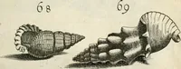 An illustration from Recreatio mentis, et oculi in observatione animalium testaceorum Italico sermone primum proposita ... nunc ... Latine oblata centum additis testaceorum iconibus .. (1684)