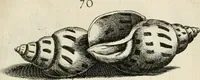 Picture 128 of 366 from Recreatio mentis, et oculi in observatione animalium testaceorum Italico sermone primum proposita ... nunc ... Latine oblata centum additis testaceorum iconibus .. (1684), leaf 405