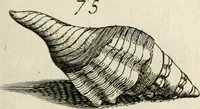 Picture 131 of 366 from Recreatio mentis, et oculi in observatione animalium testaceorum Italico sermone primum proposita ... nunc ... Latine oblata centum additis testaceorum iconibus .. (1684), leaf 405