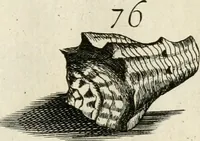 Picture 132 of 366 from Recreatio mentis, et oculi in observatione animalium testaceorum Italico sermone primum proposita ... nunc ... Latine oblata centum additis testaceorum iconibus .. (1684), leaf 405