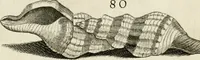 Picture 134 of 366 from Recreatio mentis, et oculi in observatione animalium testaceorum Italico sermone primum proposita ... nunc ... Latine oblata centum additis testaceorum iconibus .. (1684), leaf 407
