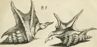 Picture 137 of 366 from Recreatio mentis, et oculi in observatione animalium testaceorum Italico sermone primum proposita ... nunc ... Latine oblata centum additis testaceorum iconibus .. (1684), leaf 409