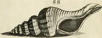 Picture 139 of 366 from Recreatio mentis, et oculi in observatione animalium testaceorum Italico sermone primum proposita ... nunc ... Latine oblata centum additis testaceorum iconibus .. (1684), leaf 409