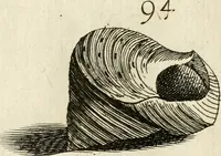 Picture 143 of 366 from Recreatio mentis, et oculi in observatione animalium testaceorum Italico sermone primum proposita ... nunc ... Latine oblata centum additis testaceorum iconibus .. (1684), leaf 411