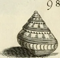 Picture 146 of 366 from Recreatio mentis, et oculi in observatione animalium testaceorum Italico sermone primum proposita ... nunc ... Latine oblata centum additis testaceorum iconibus .. (1684), leaf 413