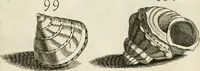 Picture 147 of 366 from Recreatio mentis, et oculi in observatione animalium testaceorum Italico sermone primum proposita ... nunc ... Latine oblata centum additis testaceorum iconibus .. (1684), leaf 413