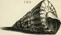 Picture 149 of 366 from Recreatio mentis, et oculi in observatione animalium testaceorum Italico sermone primum proposita ... nunc ... Latine oblata centum additis testaceorum iconibus .. (1684), leaf 415