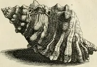 Picture 150 of 366 from Recreatio mentis, et oculi in observatione animalium testaceorum Italico sermone primum proposita ... nunc ... Latine oblata centum additis testaceorum iconibus .. (1684), leaf 417