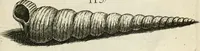 An illustration from Recreatio mentis, et oculi in observatione animalium testaceorum Italico sermone primum proposita ... nunc ... Latine oblata centum additis testaceorum iconibus .. (1684)