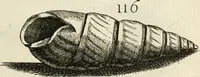 Picture 158 of 366 from Recreatio mentis, et oculi in observatione animalium testaceorum Italico sermone primum proposita ... nunc ... Latine oblata centum additis testaceorum iconibus .. (1684), leaf 421