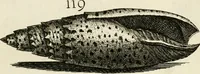 Picture 160 of 366 from Recreatio mentis, et oculi in observatione animalium testaceorum Italico sermone primum proposita ... nunc ... Latine oblata centum additis testaceorum iconibus .. (1684), leaf 423