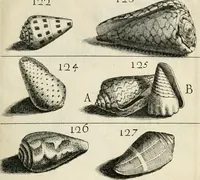 An illustration from Recreatio mentis, et oculi in observatione animalium testaceorum Italico sermone primum proposita ... nunc ... Latine oblata centum additis testaceorum iconibus .. (1684)