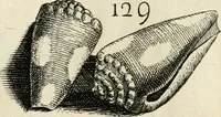 An illustration from Recreatio mentis, et oculi in observatione animalium testaceorum Italico sermone primum proposita ... nunc ... Latine oblata centum additis testaceorum iconibus .. (1684)