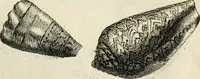 An illustration from Recreatio mentis, et oculi in observatione animalium testaceorum Italico sermone primum proposita ... nunc ... Latine oblata centum additis testaceorum iconibus .. (1684)