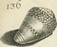 Picture 169 of 366 from Recreatio mentis, et oculi in observatione animalium testaceorum Italico sermone primum proposita ... nunc ... Latine oblata centum additis testaceorum iconibus .. (1684), leaf 429