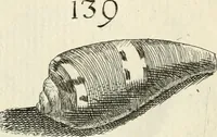 Picture 172 of 366 from Recreatio mentis, et oculi in observatione animalium testaceorum Italico sermone primum proposita ... nunc ... Latine oblata centum additis testaceorum iconibus .. (1684), leaf 429
