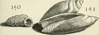 Picture 173 of 366 from Recreatio mentis, et oculi in observatione animalium testaceorum Italico sermone primum proposita ... nunc ... Latine oblata centum additis testaceorum iconibus .. (1684), leaf 429