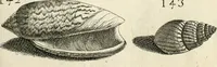 Picture 174 of 366 from Recreatio mentis, et oculi in observatione animalium testaceorum Italico sermone primum proposita ... nunc ... Latine oblata centum additis testaceorum iconibus .. (1684), leaf 429