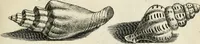 Picture 175 of 366 from Recreatio mentis, et oculi in observatione animalium testaceorum Italico sermone primum proposita ... nunc ... Latine oblata centum additis testaceorum iconibus .. (1684), leaf 431