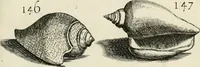 Picture 176 of 366 from Recreatio mentis, et oculi in observatione animalium testaceorum Italico sermone primum proposita ... nunc ... Latine oblata centum additis testaceorum iconibus .. (1684), leaf 431