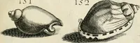 Picture 178 of 366 from Recreatio mentis, et oculi in observatione animalium testaceorum Italico sermone primum proposita ... nunc ... Latine oblata centum additis testaceorum iconibus .. (1684), leaf 433