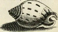 Picture 180 of 366 from Recreatio mentis, et oculi in observatione animalium testaceorum Italico sermone primum proposita ... nunc ... Latine oblata centum additis testaceorum iconibus .. (1684), leaf 433