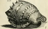 An illustration from Recreatio mentis, et oculi in observatione animalium testaceorum Italico sermone primum proposita ... nunc ... Latine oblata centum additis testaceorum iconibus .. (1684)