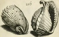 Picture 182 of 366 from Recreatio mentis, et oculi in observatione animalium testaceorum Italico sermone primum proposita ... nunc ... Latine oblata centum additis testaceorum iconibus .. (1684), leaf 435