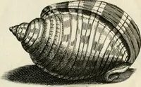 Picture 184 of 366 from Recreatio mentis, et oculi in observatione animalium testaceorum Italico sermone primum proposita ... nunc ... Latine oblata centum additis testaceorum iconibus .. (1684), leaf 437
