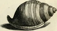 Picture 185 of 366 from Recreatio mentis, et oculi in observatione animalium testaceorum Italico sermone primum proposita ... nunc ... Latine oblata centum additis testaceorum iconibus .. (1684), leaf 437