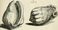 Picture 186 of 366 from Recreatio mentis, et oculi in observatione animalium testaceorum Italico sermone primum proposita ... nunc ... Latine oblata centum additis testaceorum iconibus .. (1684), leaf 439