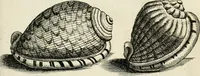 Picture 187 of 366 from Recreatio mentis, et oculi in observatione animalium testaceorum Italico sermone primum proposita ... nunc ... Latine oblata centum additis testaceorum iconibus .. (1684), leaf 439