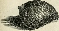 Picture 188 of 366 from Recreatio mentis, et oculi in observatione animalium testaceorum Italico sermone primum proposita ... nunc ... Latine oblata centum additis testaceorum iconibus .. (1684), leaf 441