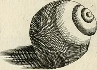 Picture 189 of 366 from Recreatio mentis, et oculi in observatione animalium testaceorum Italico sermone primum proposita ... nunc ... Latine oblata centum additis testaceorum iconibus .. (1684), leaf 441