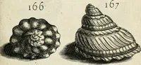 An illustration from Recreatio mentis, et oculi in observatione animalium testaceorum Italico sermone primum proposita ... nunc ... Latine oblata centum additis testaceorum iconibus .. (1684)