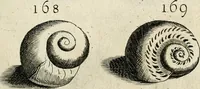 Picture 191 of 366 from Recreatio mentis, et oculi in observatione animalium testaceorum Italico sermone primum proposita ... nunc ... Latine oblata centum additis testaceorum iconibus .. (1684), leaf 441