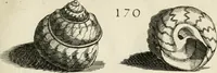 Picture 192 of 366 from Recreatio mentis, et oculi in observatione animalium testaceorum Italico sermone primum proposita ... nunc ... Latine oblata centum additis testaceorum iconibus .. (1684), leaf 443