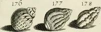 Picture 200 of 366 from Recreatio mentis, et oculi in observatione animalium testaceorum Italico sermone primum proposita ... nunc ... Latine oblata centum additis testaceorum iconibus .. (1684), leaf 445